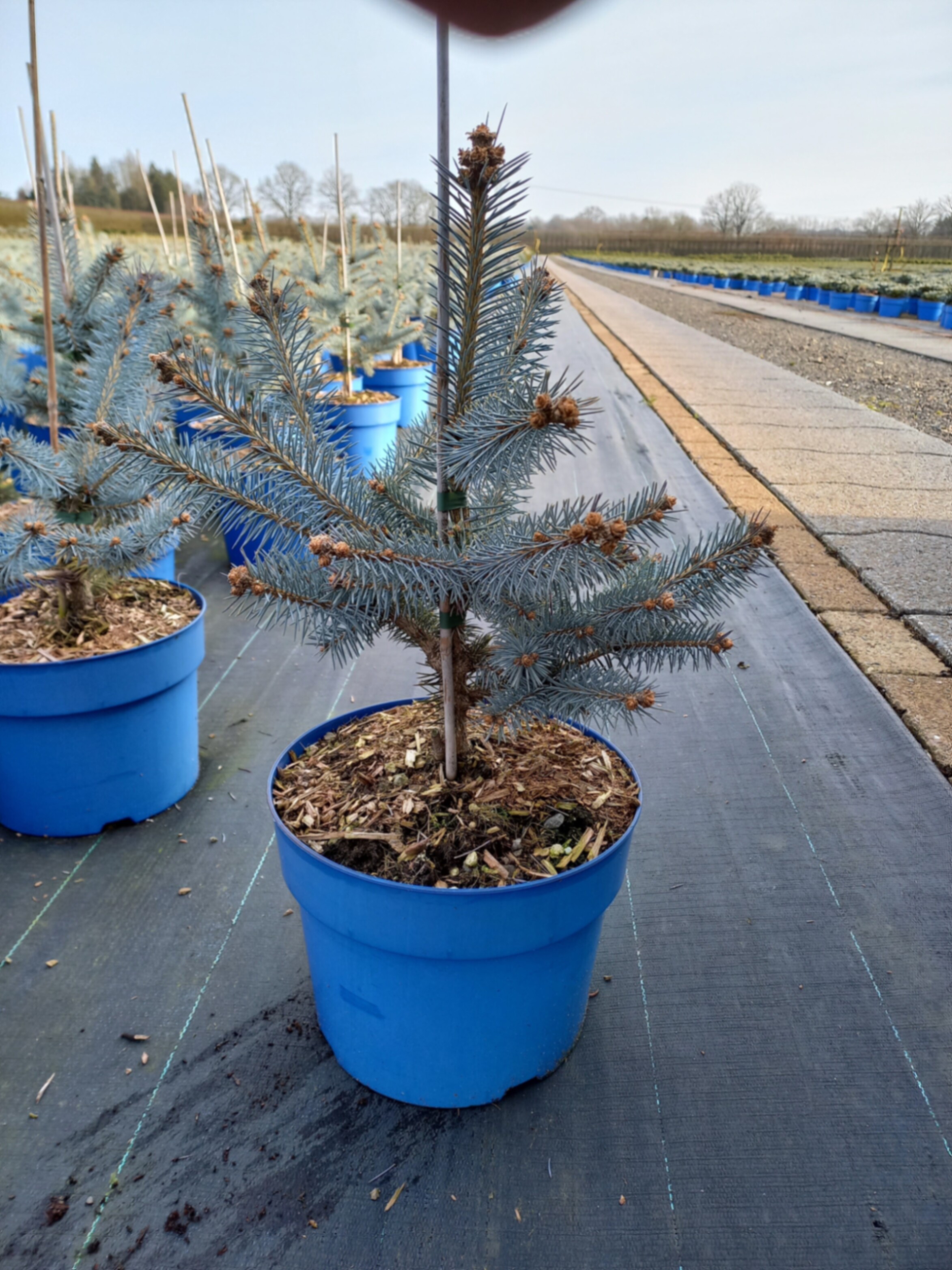 Ель колючая Блю Даймонд